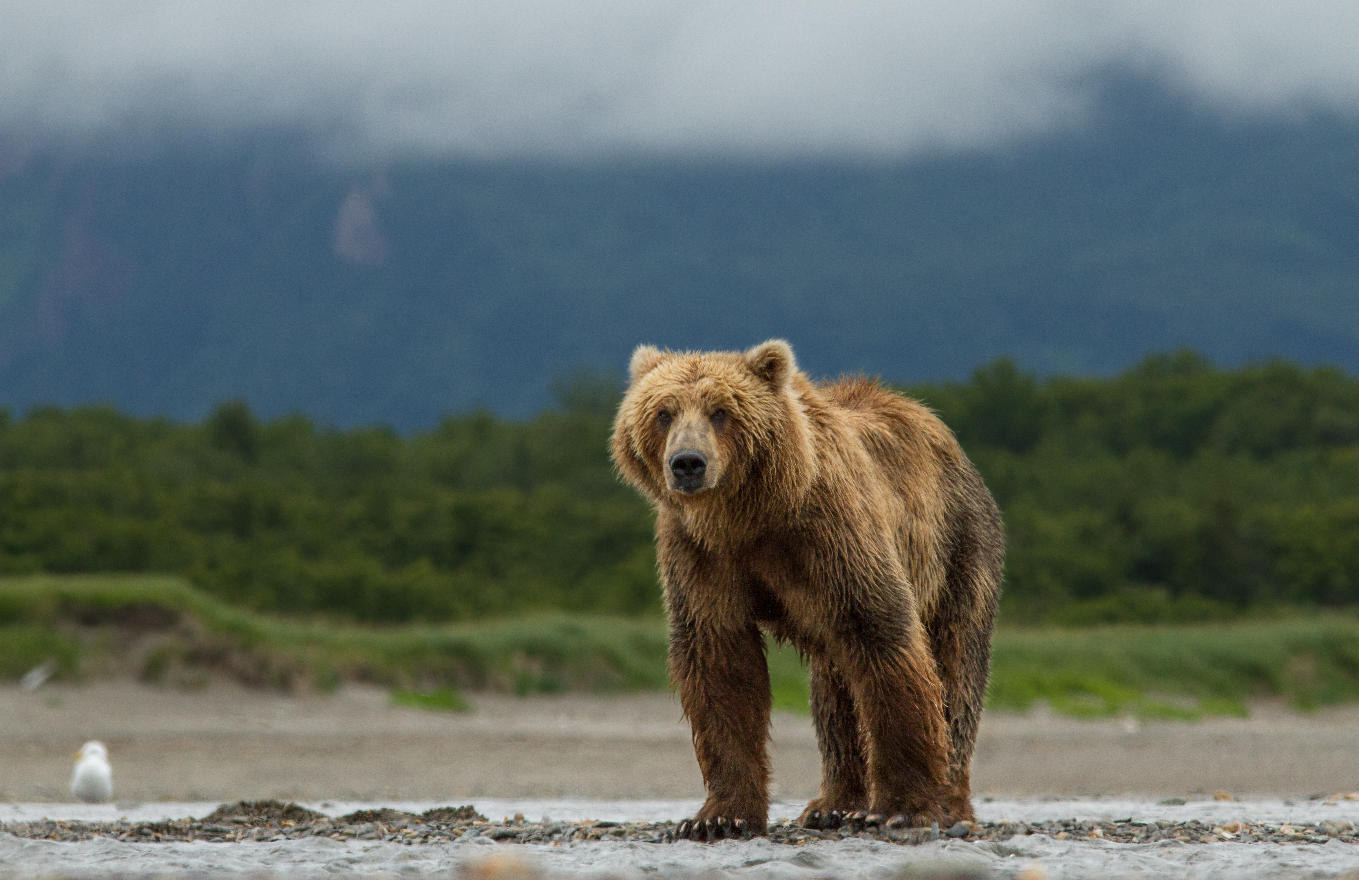 Bear обзор. Disneynature медведи. Медведь 2014. Медведи 2014 кадры.